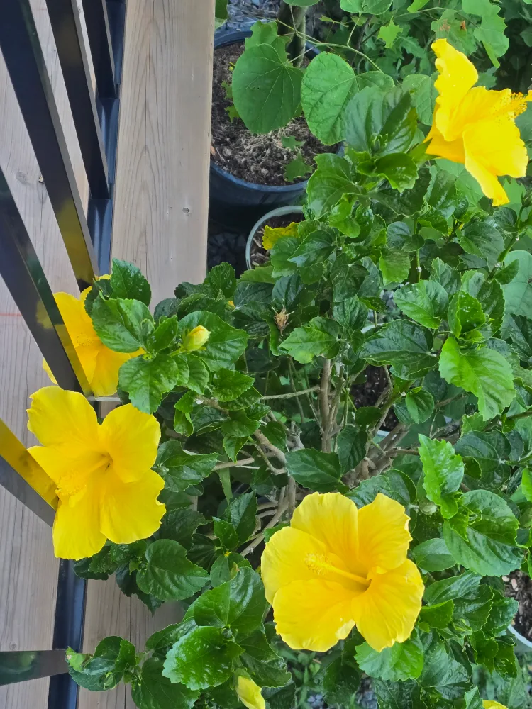 large hibiscus standard tree 2 gallon pot thumbnail