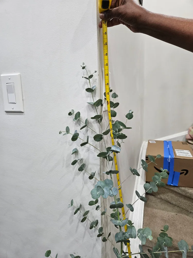 🇨🇦Eucalyptus Plant ~5ft Tall🍁 image indicator(4)