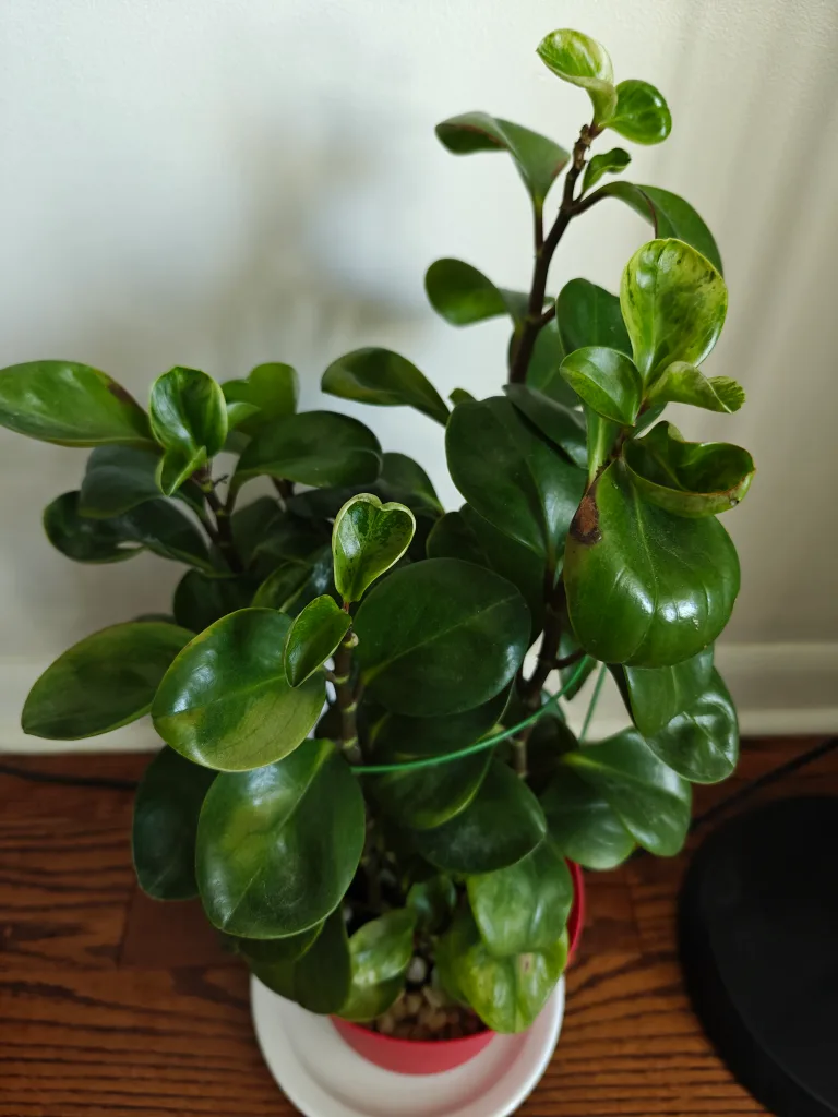 Baby Rubber plant thumbnail
