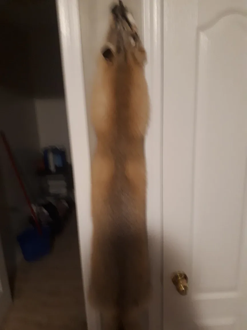 goLd Fox Fur Pelt thumbnail