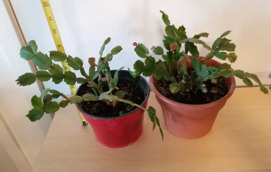 🇨🇦 2 Christmas Cactus in Pot available.  $6 each. 🍁 thumbnail