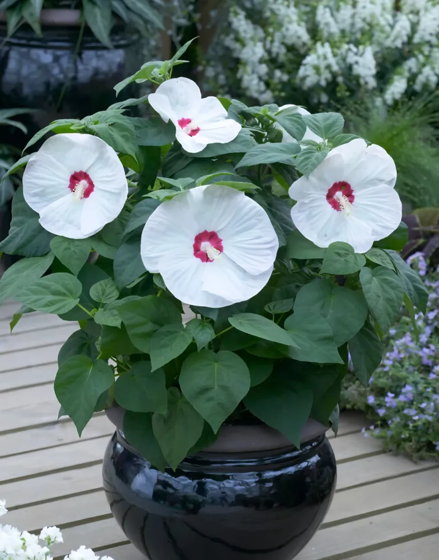 Luna Rose Hibiscus Plant. available in 4 color image indicator(6)