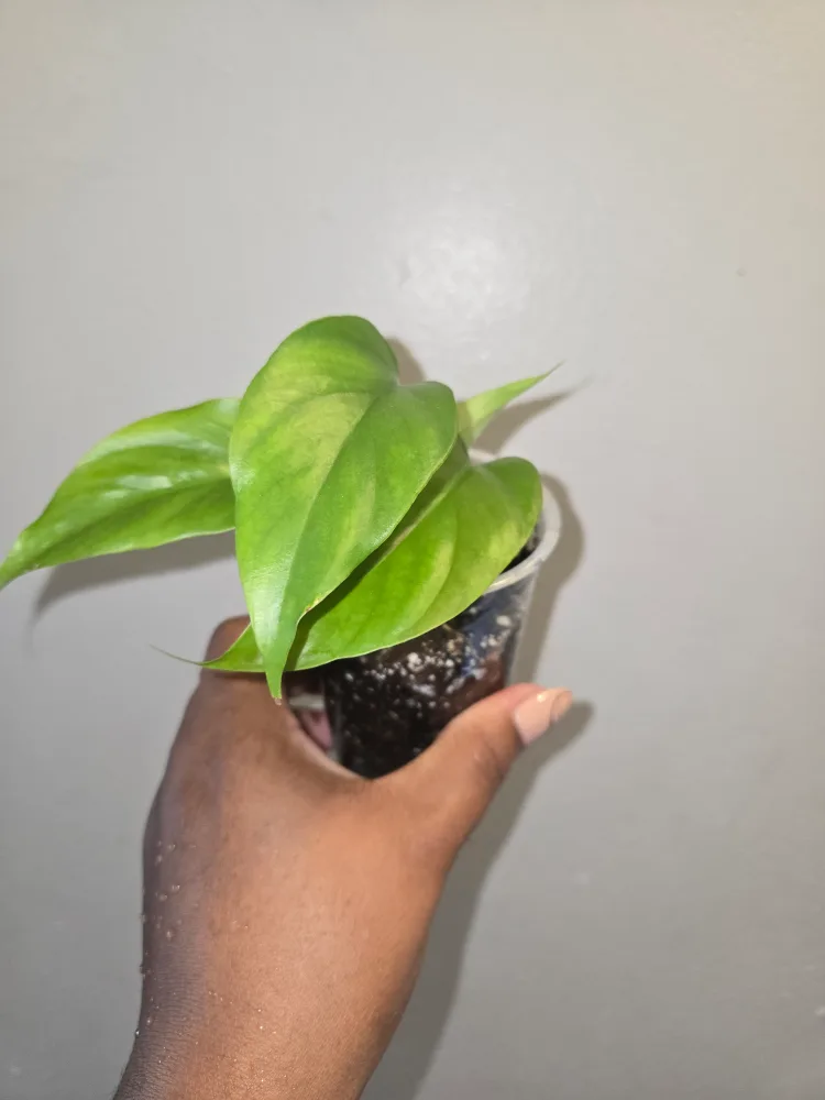 MINI MONSTERA Plant✨️🌿 IN SOIL thumbnail