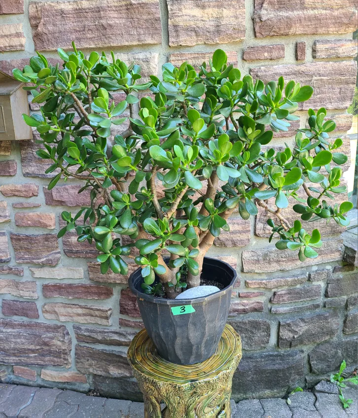 Large Jade Plant #3 thumbnail