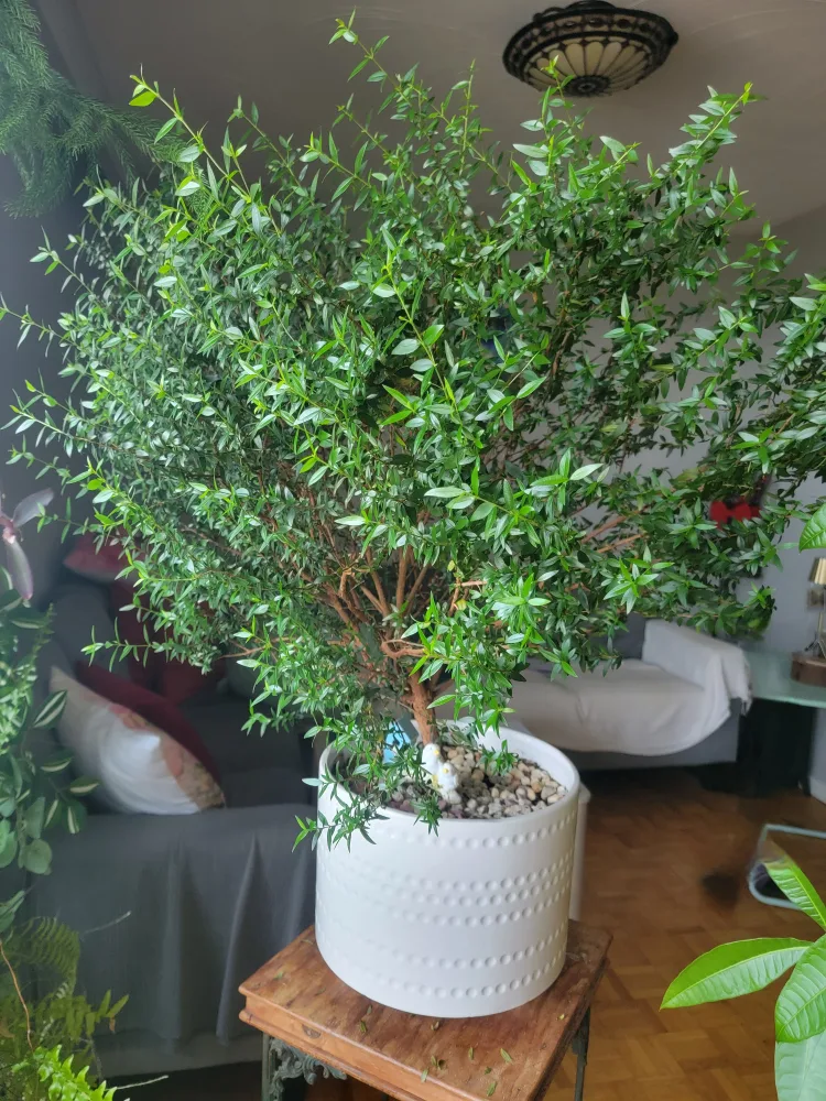 Myrtle plant thumbnail
