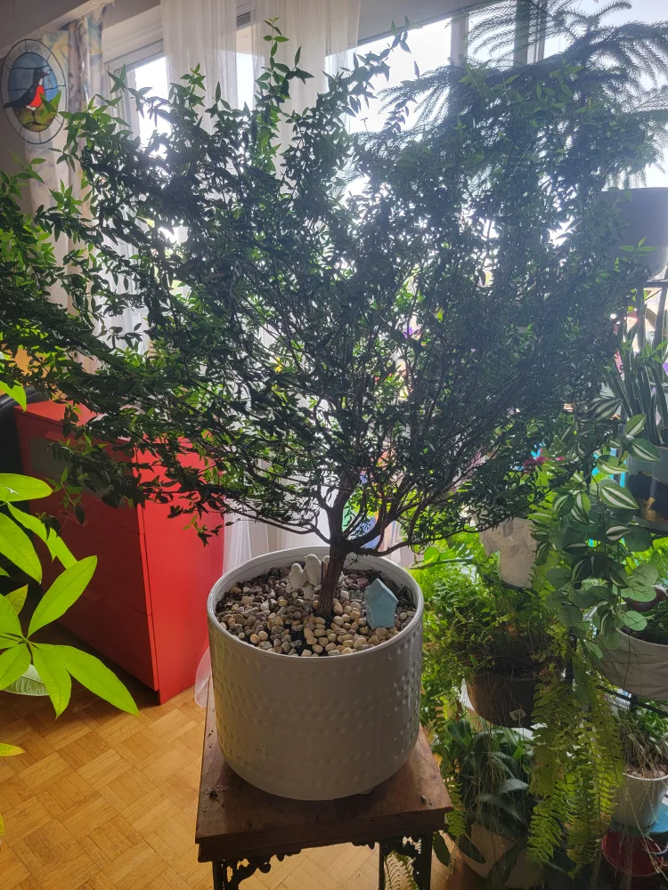 Myrtle plant image indicator(2)