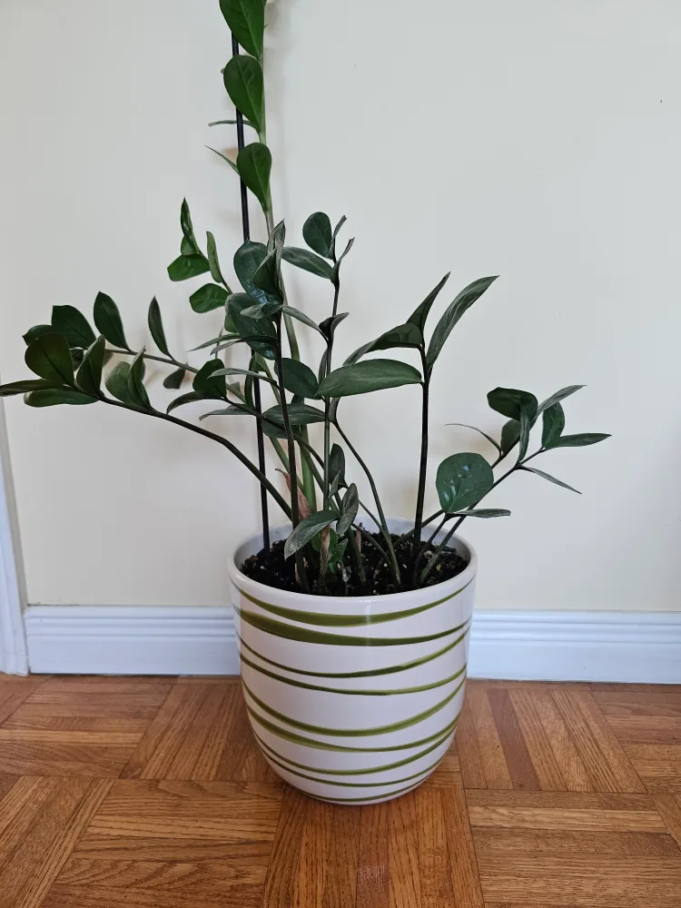ZZ Plant in Striped Ceramic Pot thumbnail