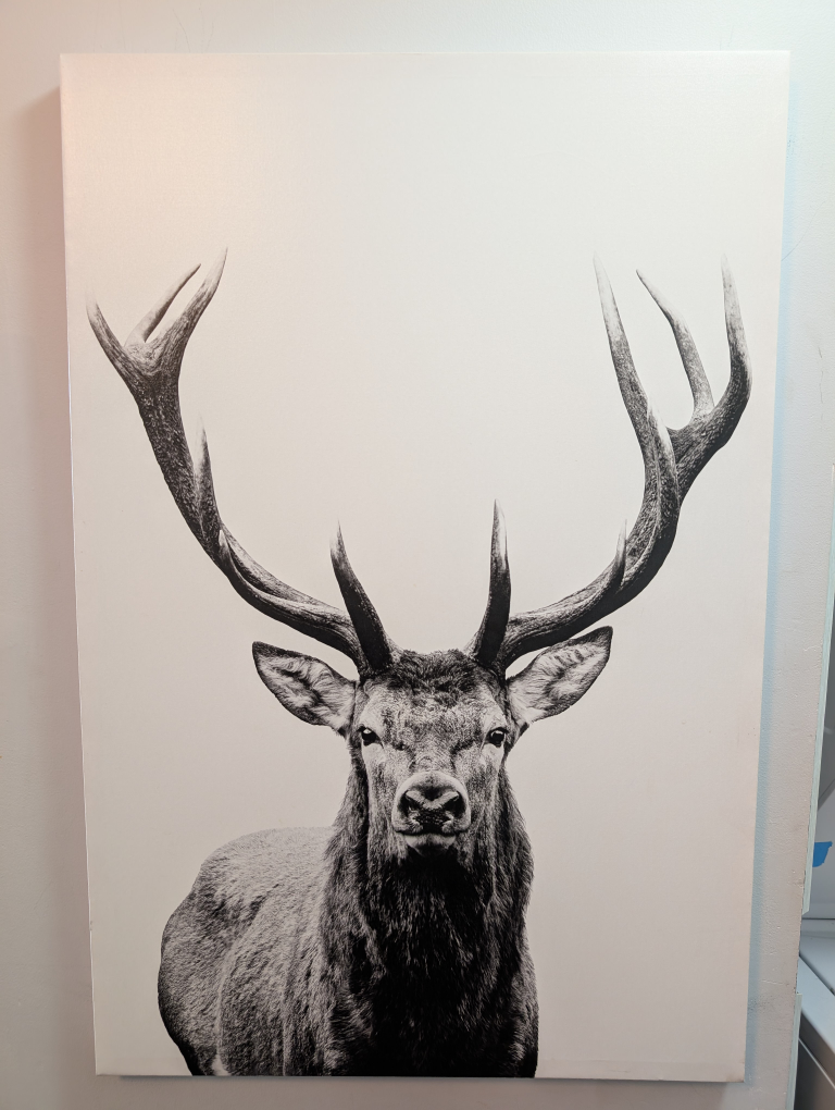 Stag/Deer Canvas Print
