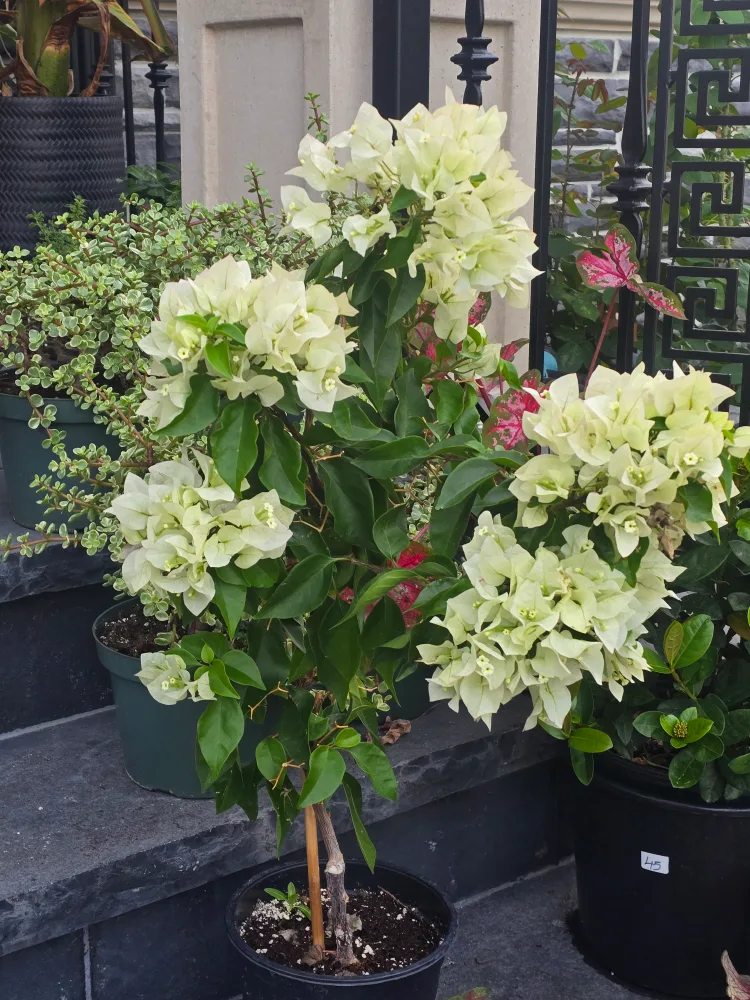Bougainville white flowers.  can bloom year-round thumbnail