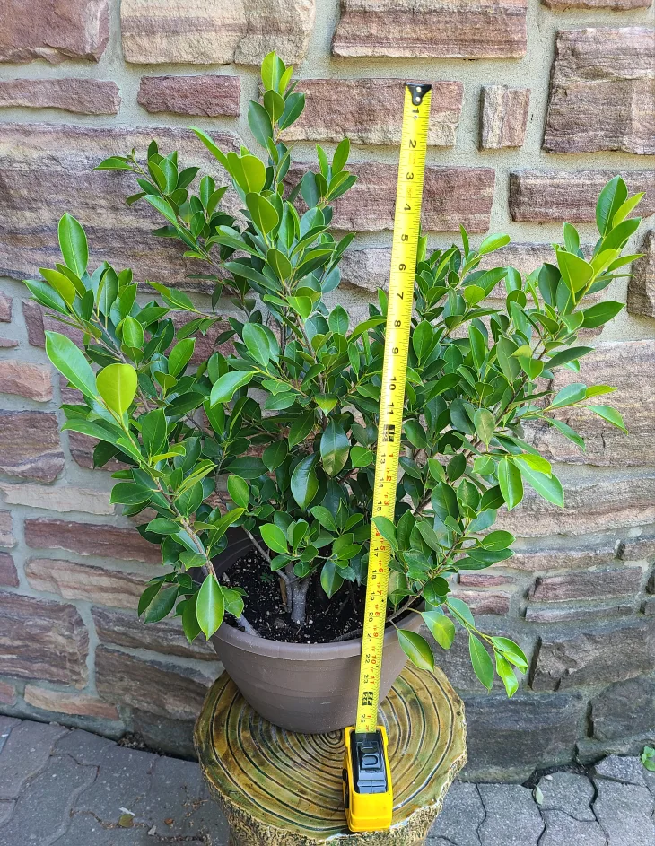 Ficus Plant #5 image indicator(3)