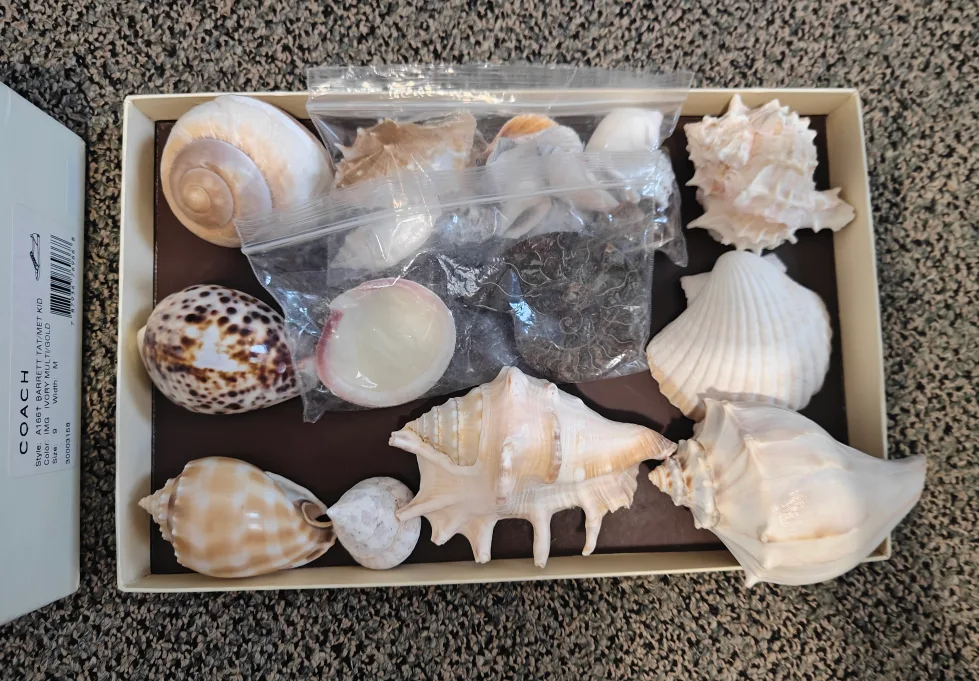 Real Natural Seashell Collection 💖🧡 image indicator(2)