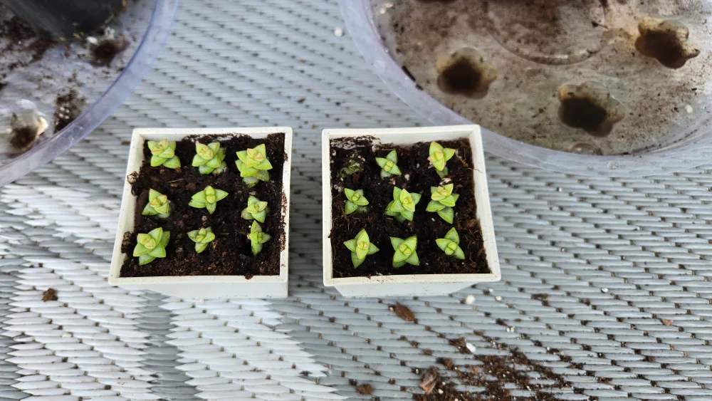 Succulents propagation cuttings thumbnail