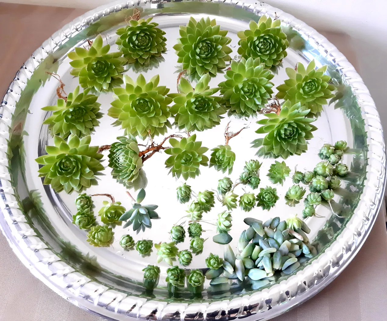 Succulent Plant Heads - Well Rooted image indicator(4)