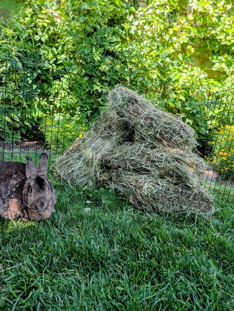 Timothy hay Approximately 2.5 kilograms image indicator(3)