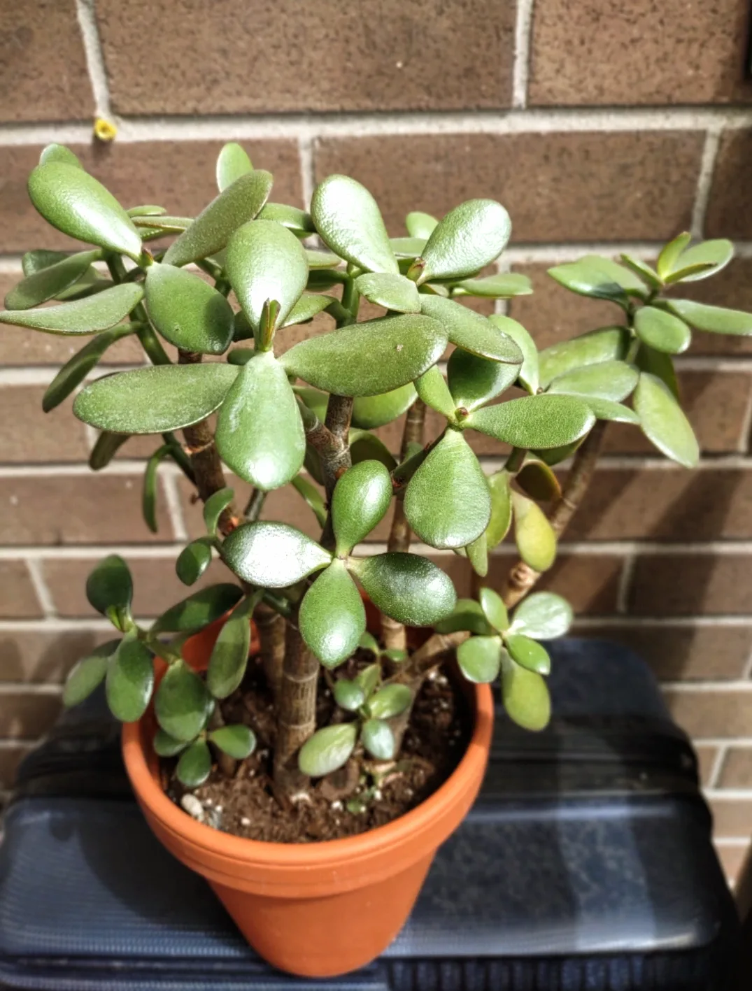 Jade Plant 16.5 inch thumbnail