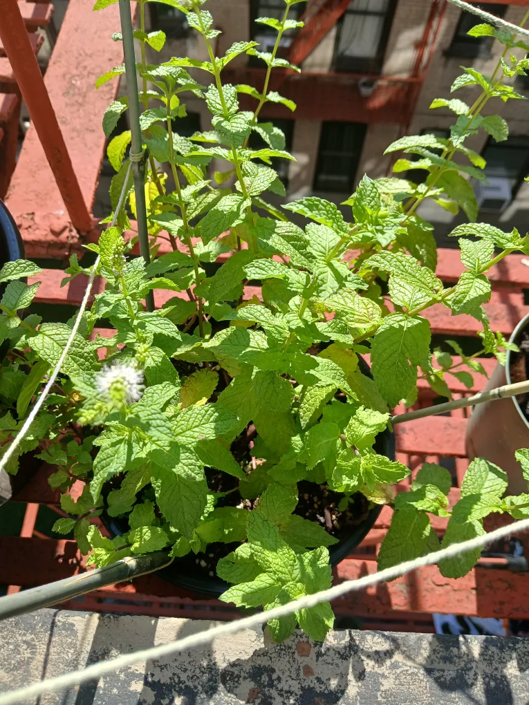 Mint Plant 💛 thumbnail