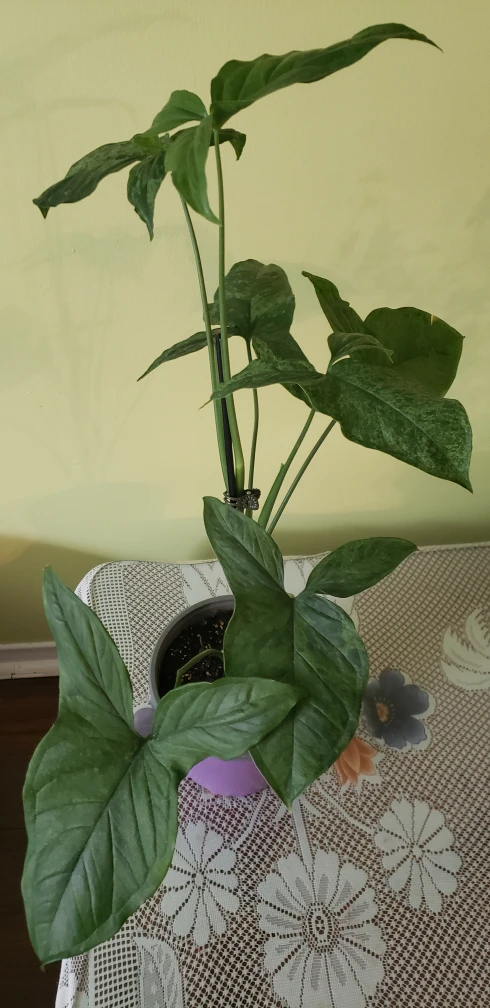 Syngonium, Green Fantasy