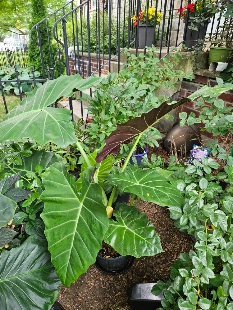 Elephant Ear Plant image indicator(2)