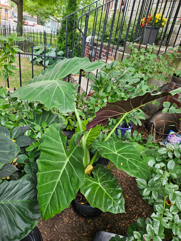 Elephant Ear Plant image indicator(3)
