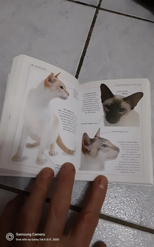 Cats by Bruce Fogle DVM image indicator(4)