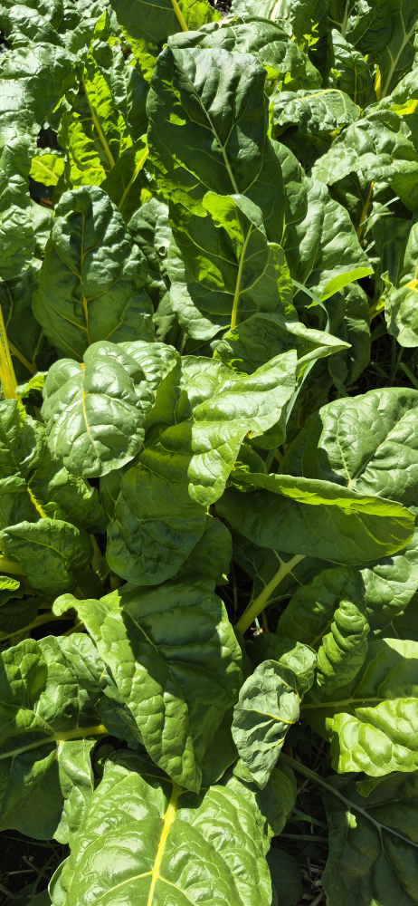Swiss chard for sale