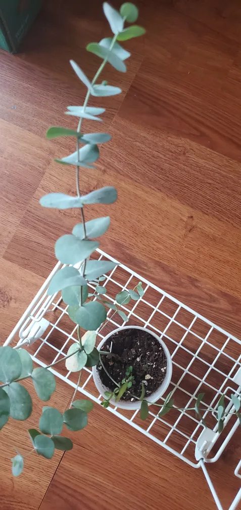 Eucalyptus Plant image indicator(3)