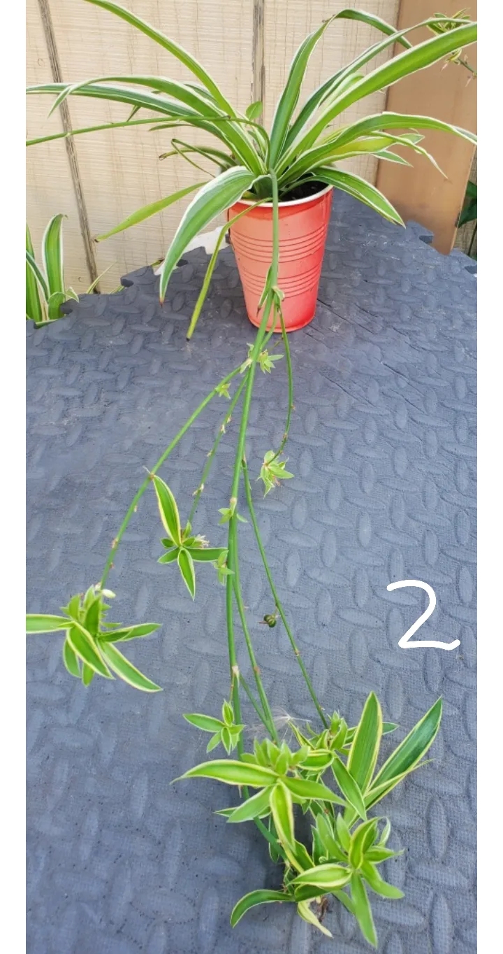 Spider Plant with Plantlets image indicator(2)
