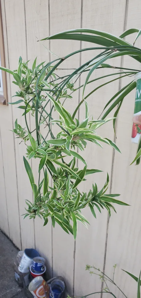 Spider Plant image indicator(5)