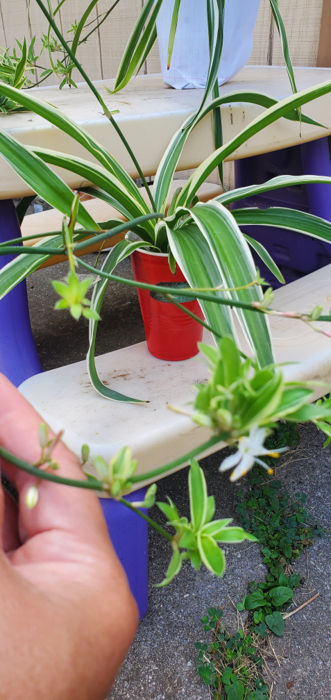 Spider Plant - photo 2