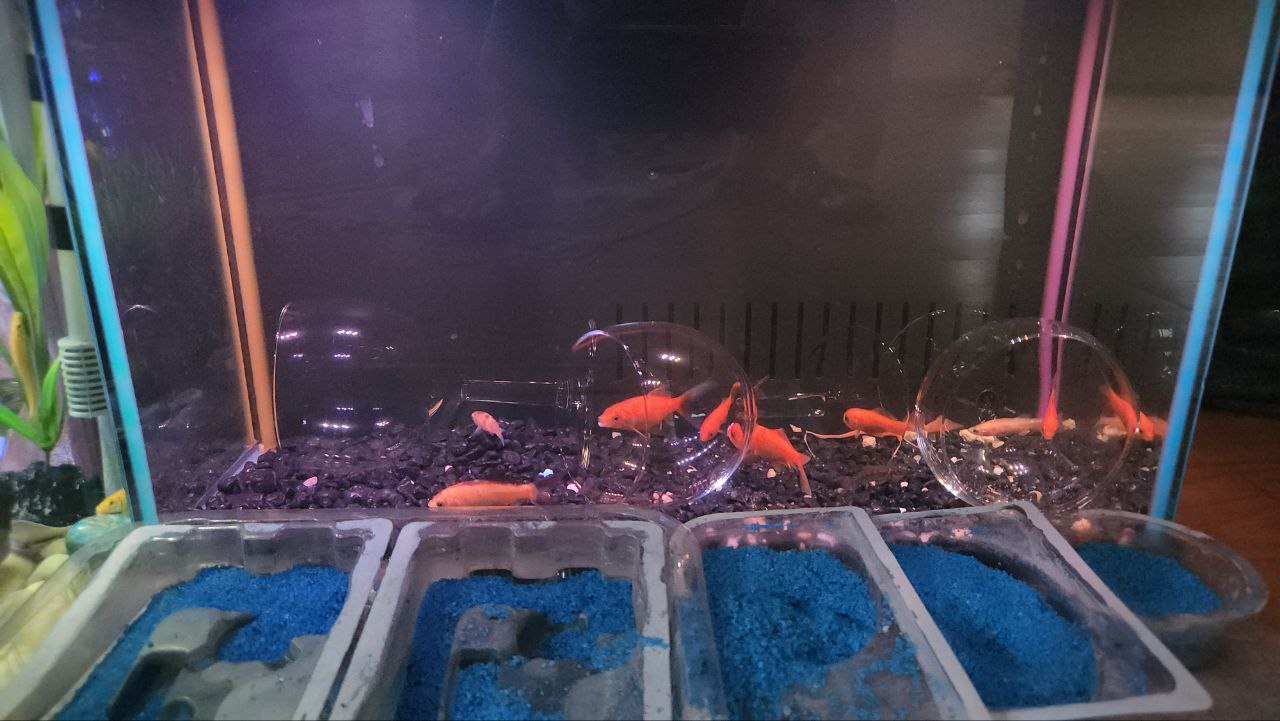 7 Gallons Aquarium