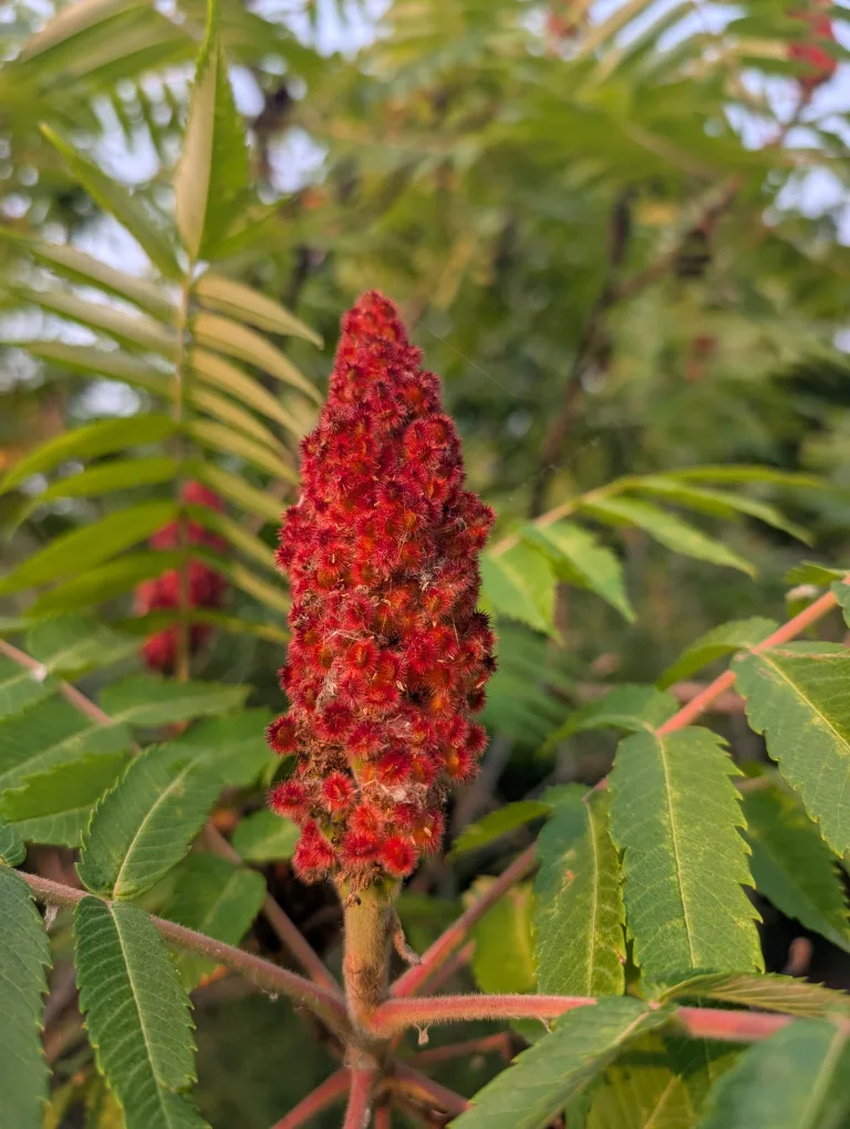 Sumac blooms thumbnail