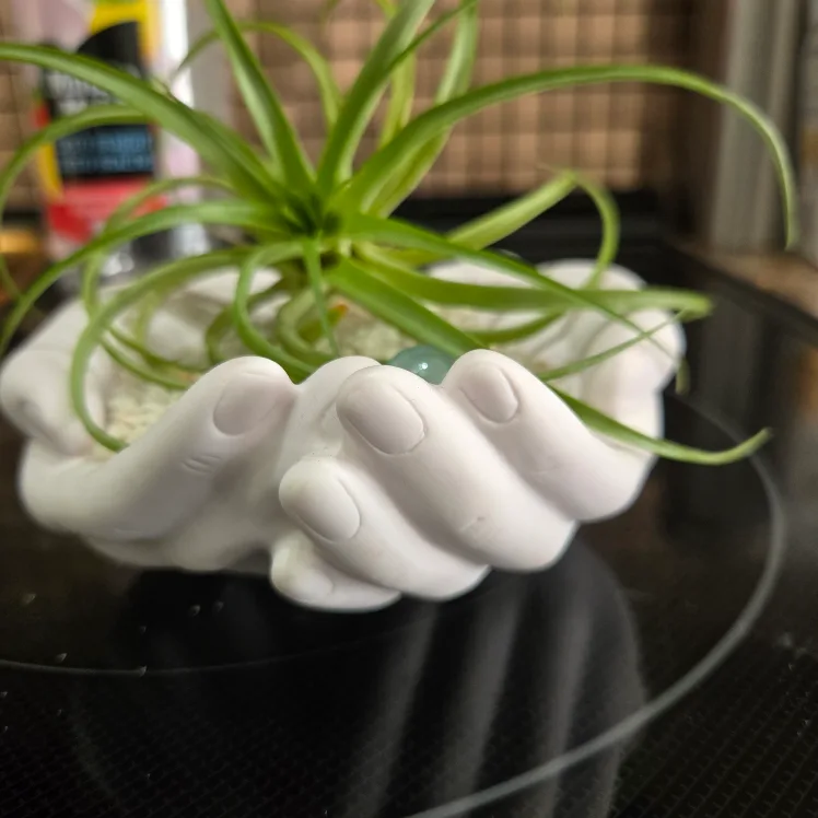 Air Plant in Hand-Shaped Planter image indicator(5)