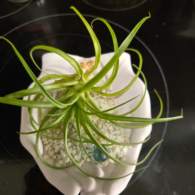 Air Plant in Hand-Shaped Planter image indicator(6)