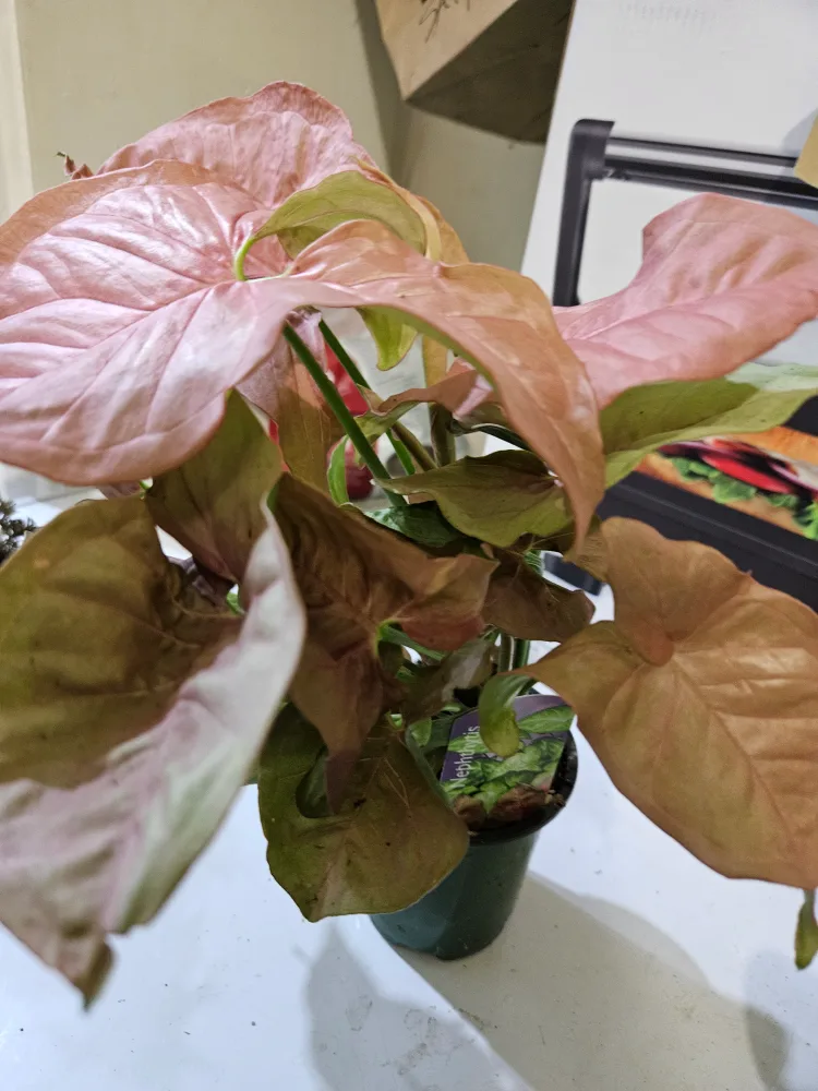 Syngonium Pink Perfection Plant thumbnail