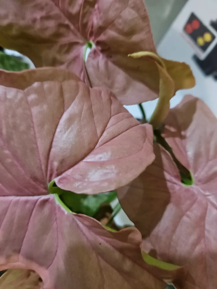 Syngonium Pink Perfection Plant image indicator(3)