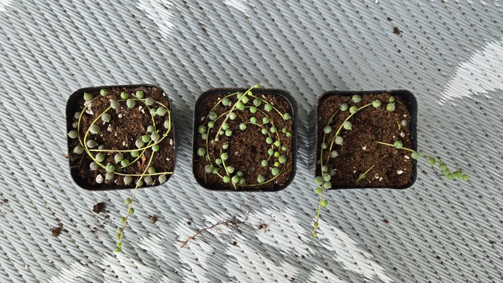 String of Pearls propagation cuttings thumbnail