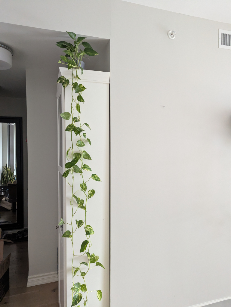 Long trailing Pothos Plant