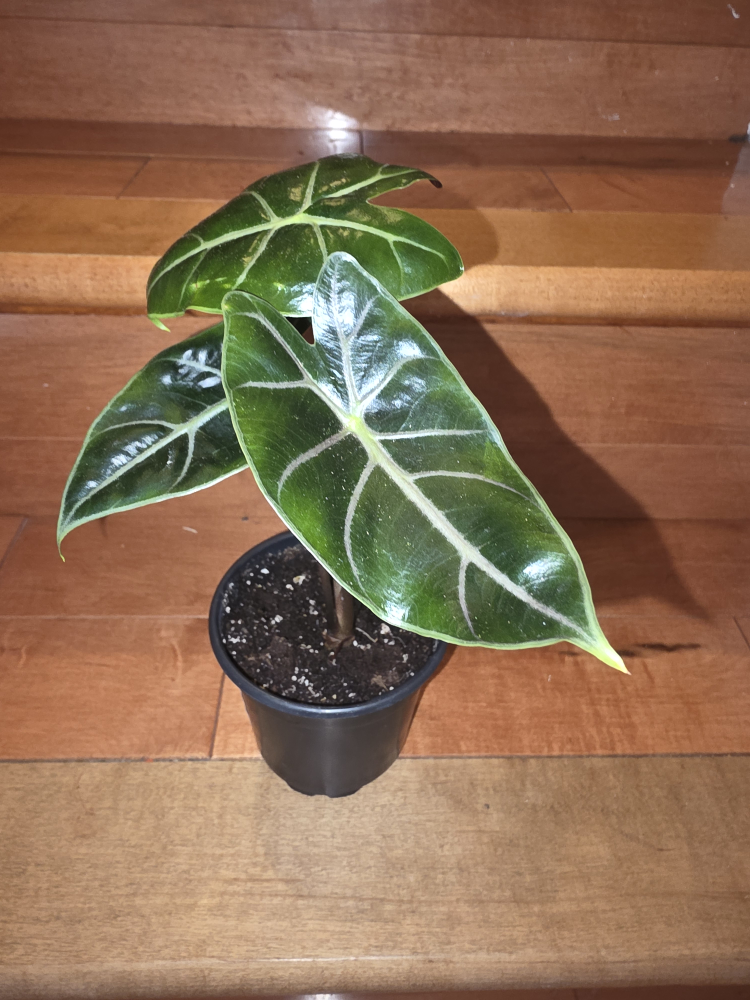 Alocasia longiloba purple vein plant