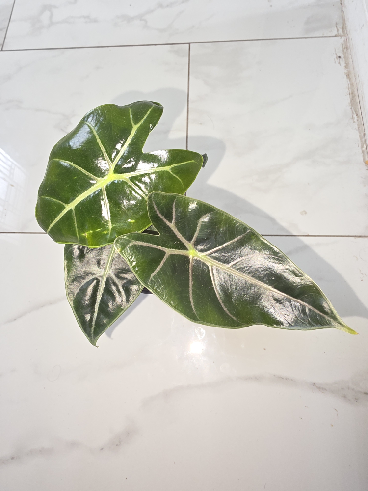 Alocasia longiloba purple vein plant - photo 3
