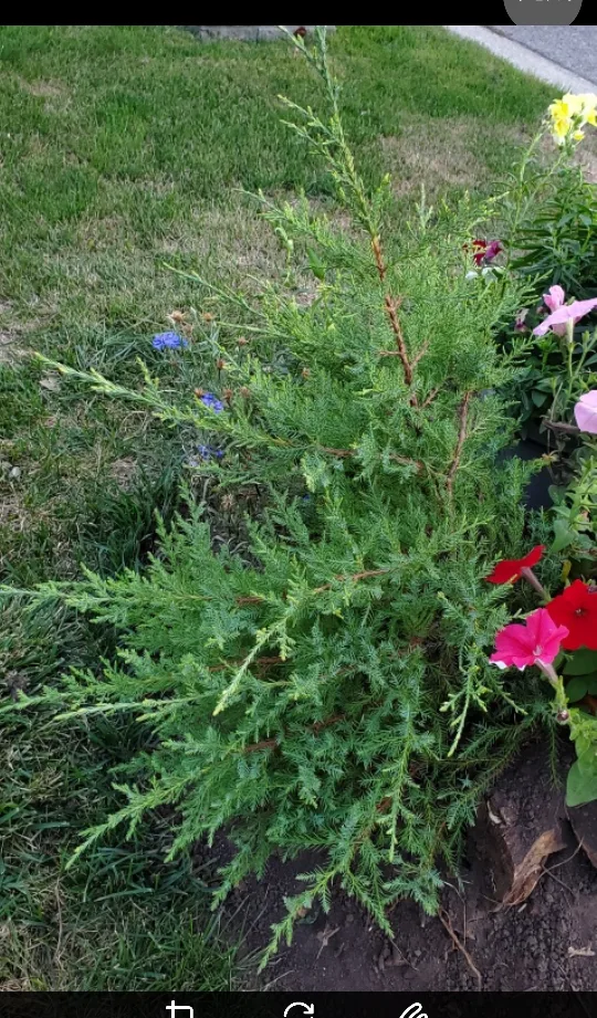 Common juniper image indicator(2)