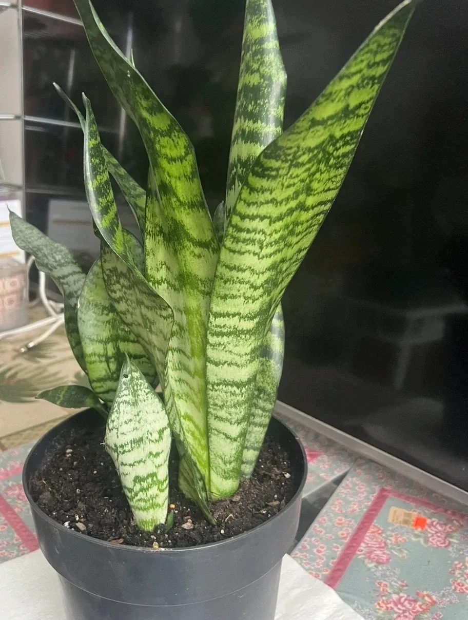 Snake Plant in Black Pot🧡 thumbnail