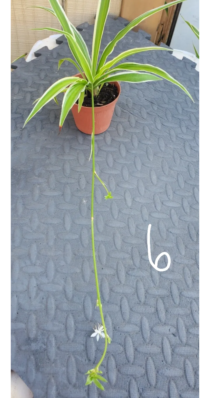 Spider Plant with Plantlets image indicator(6)