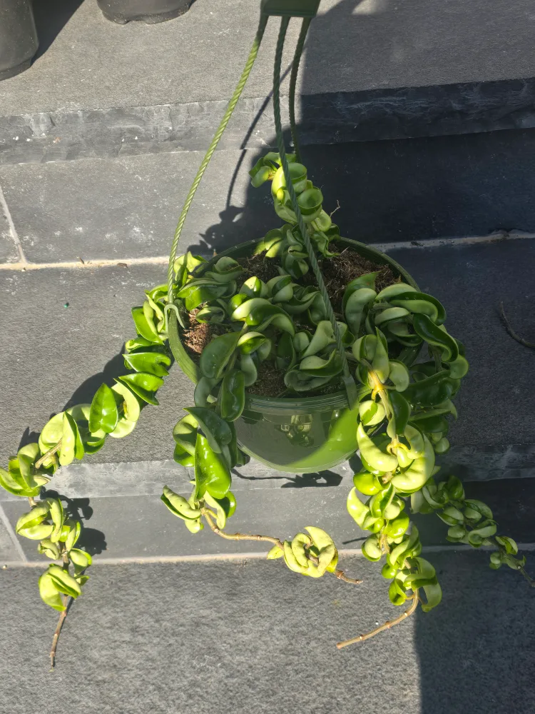 Hoya Carnosa Compacta (Hindu Rope). 8"hanging baskets thumbnail