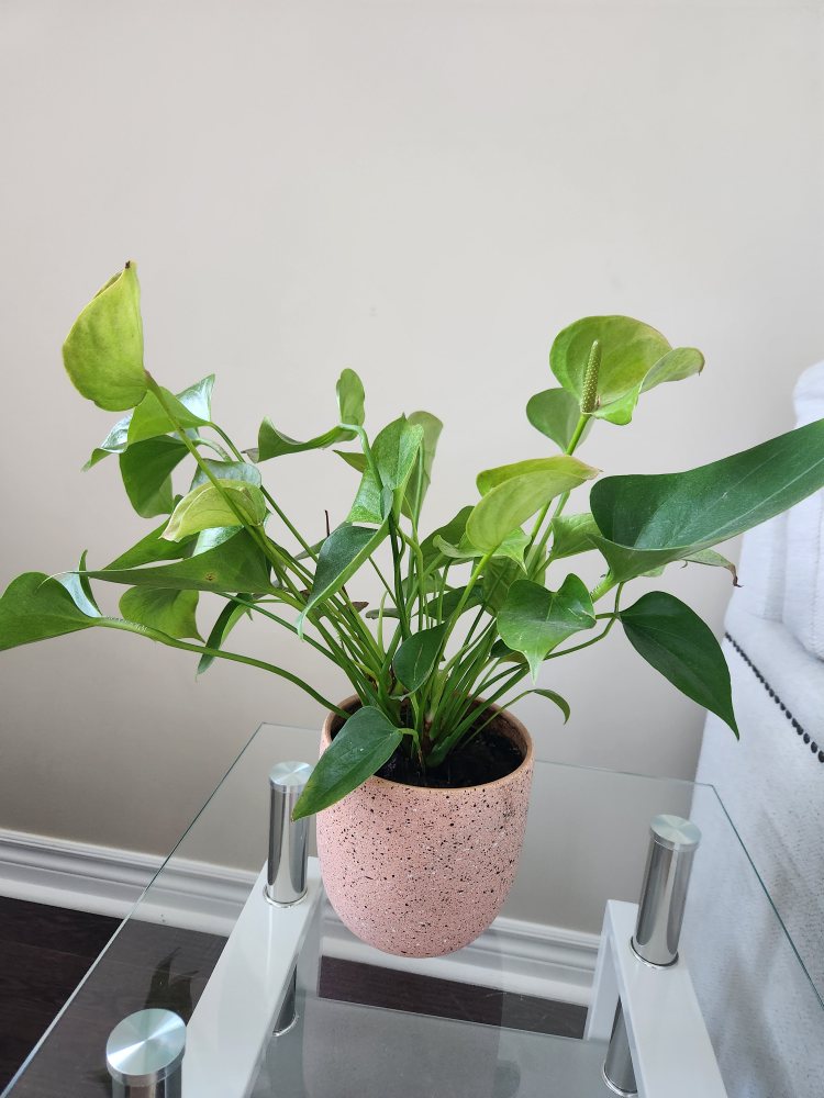 Anthurium Plant in Pink Pot