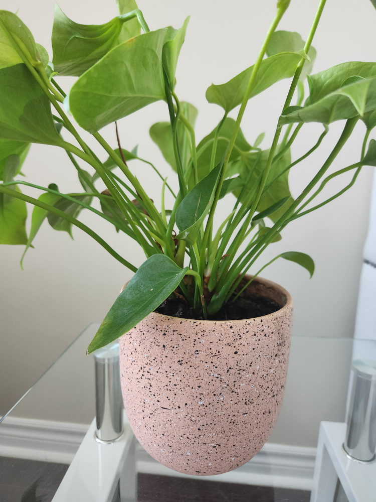 Anthurium Plant in Pink Pot - photo 2