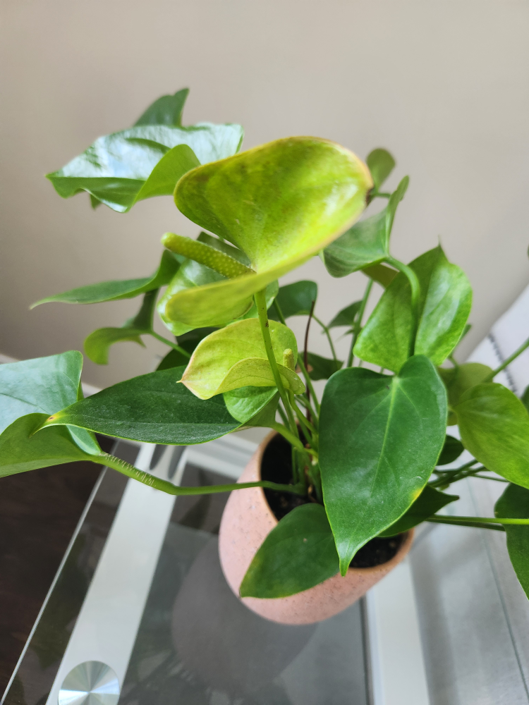 Anthurium Plant in Pink Pot - photo 3
