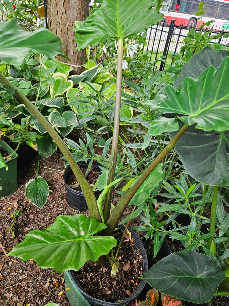 Elephant Ear Plant image indicator(5)