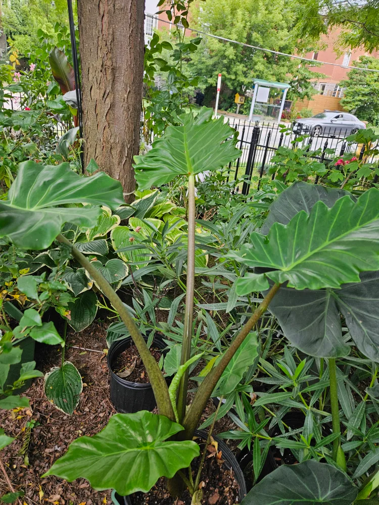 Elephant Ear Plant image indicator(7)