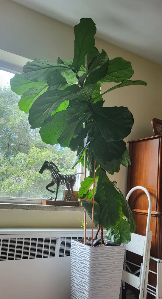 Fiddle Leaf Fig Plant image indicator(3)