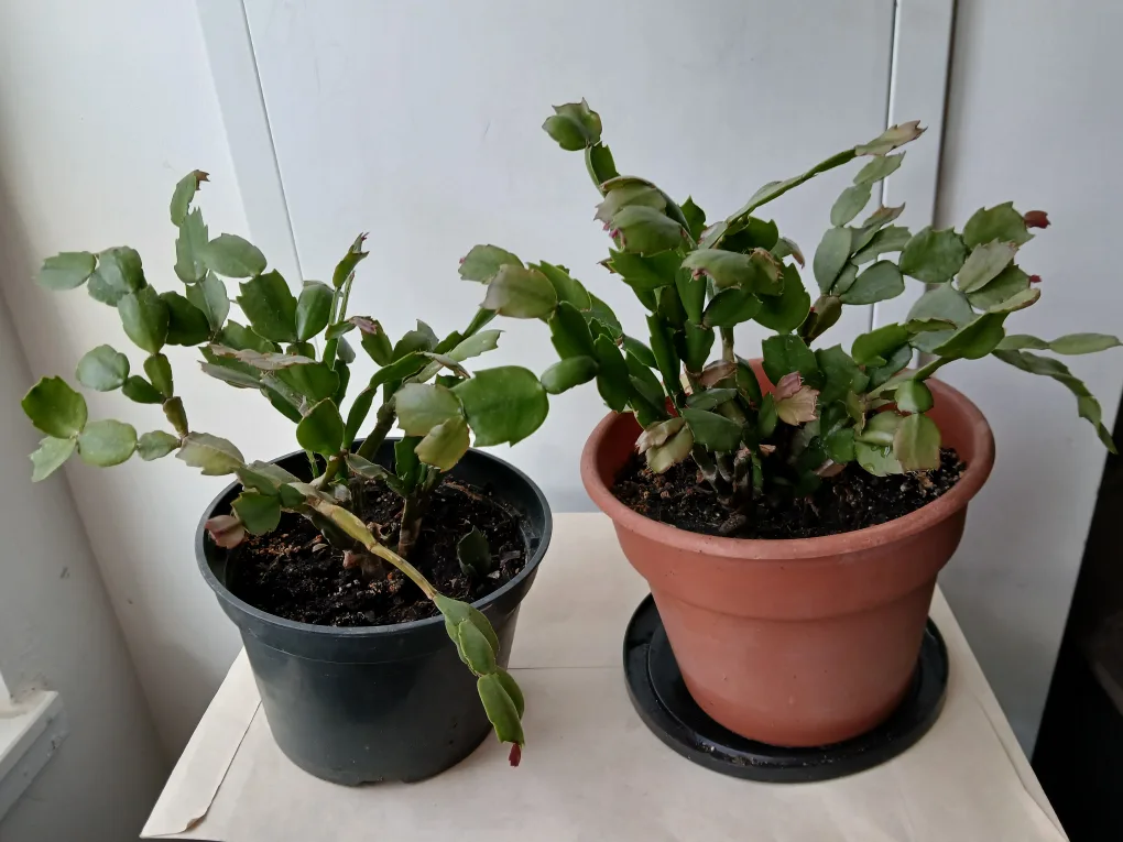 Need gone‼️2 Christmas Cactus Plants. $8 each. Non-negotiable. thumbnail
